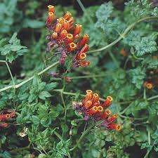 Chilean Glory Flower